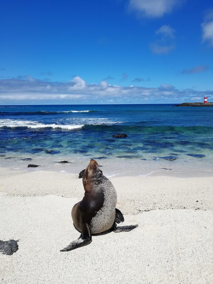 Seehund auf Isla Isabella
