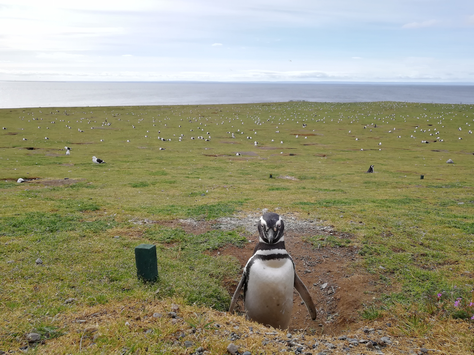 Magellan-Pinguin