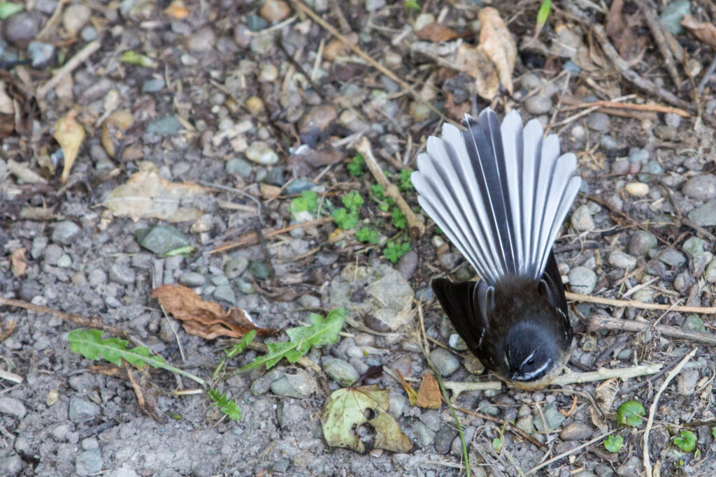 Fantail