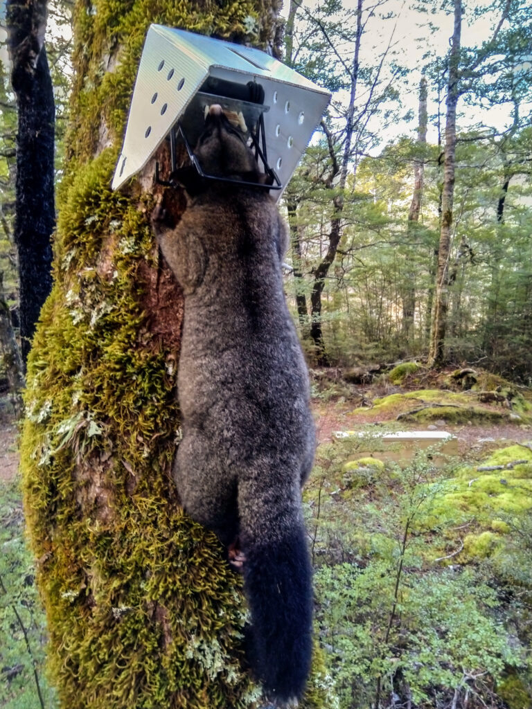 Possumfalle