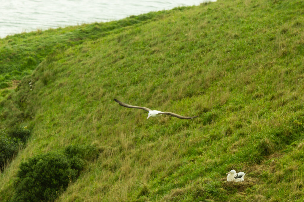 Albatrosse: Junges im Nest, Elternteil in der Luft