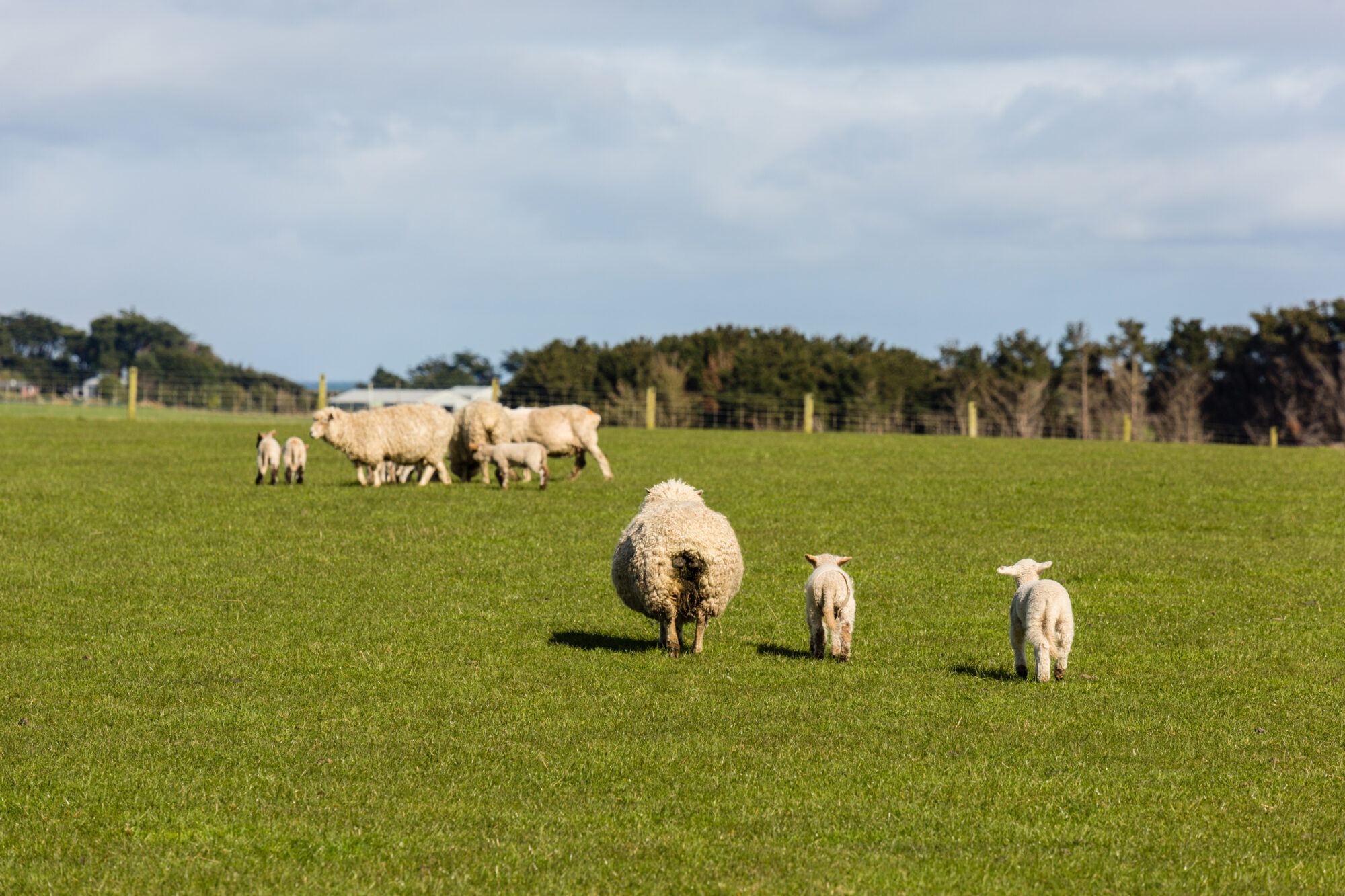 Mutterschaf mit Lämmern in den Catlins