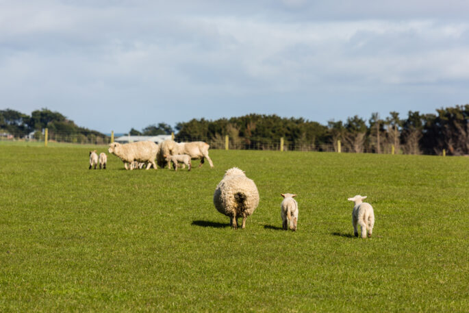 Mutterschaf mit Lämmern in den Catlins