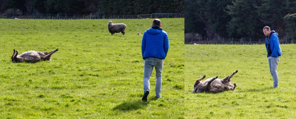 Tobi auf dem Weg zum Schaf