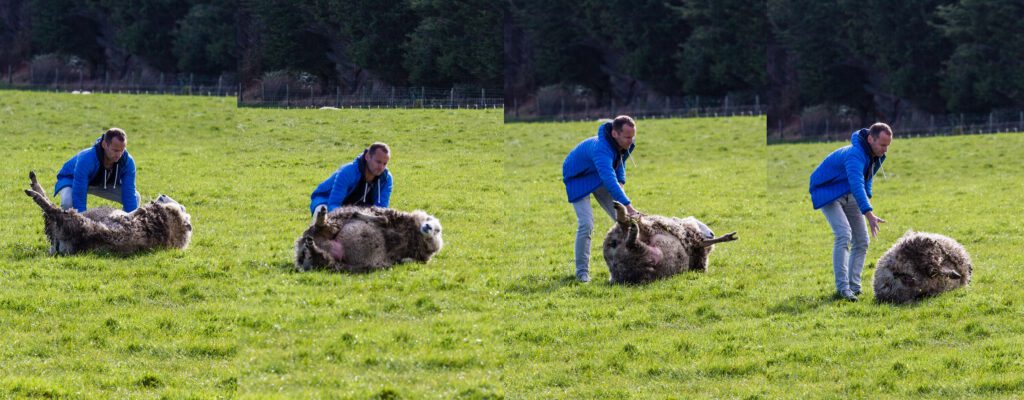 Tobi beim sheep flipping