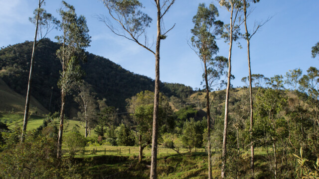 Valle de Cocora