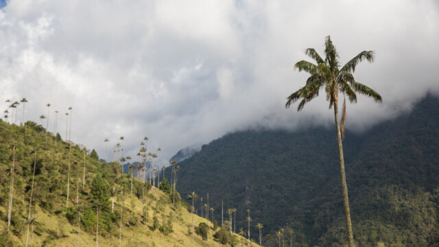 Valle de Cocora