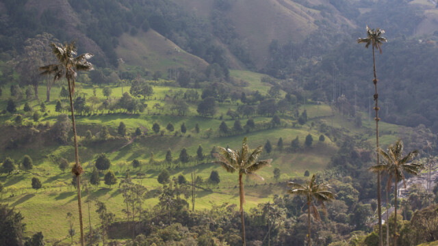 Valle de Cocora