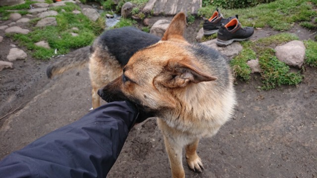 der Wachhund unserer Finca