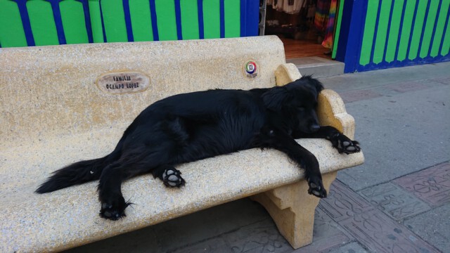 es gibt Schlimmeres, als Hund in Salento zu sein