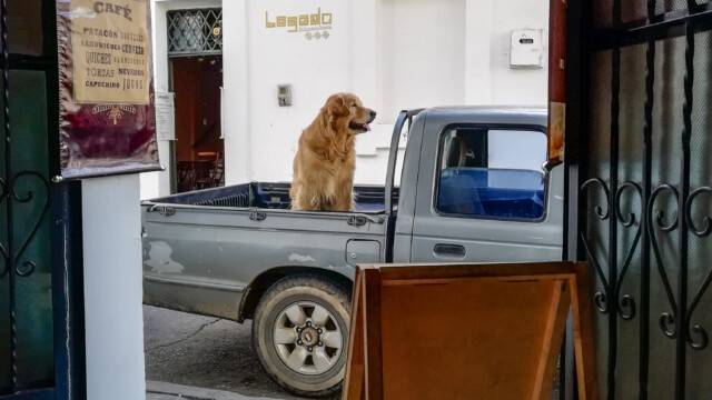 überall Hunde, es ist großartig