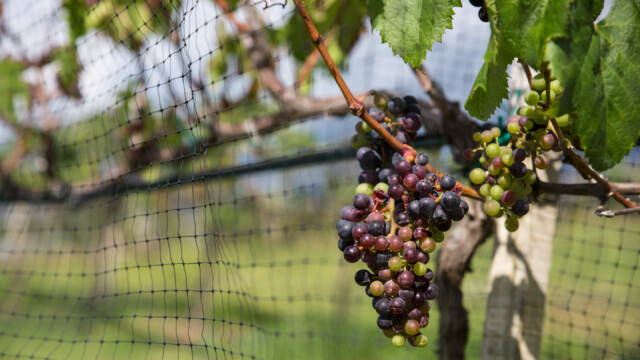 Weingut Ain Karim
