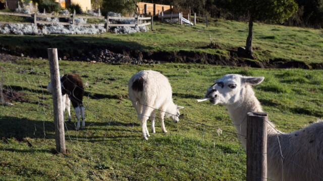 Llama-Herde des Hostels