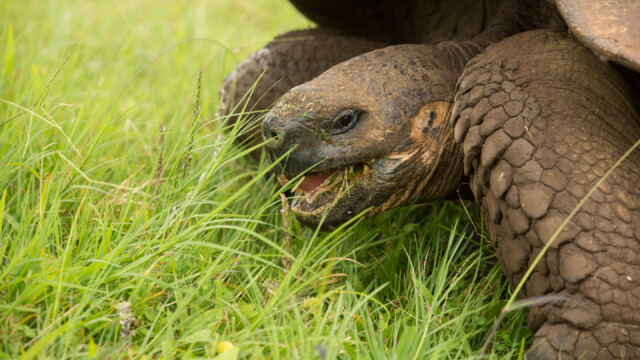 Landschildkröte