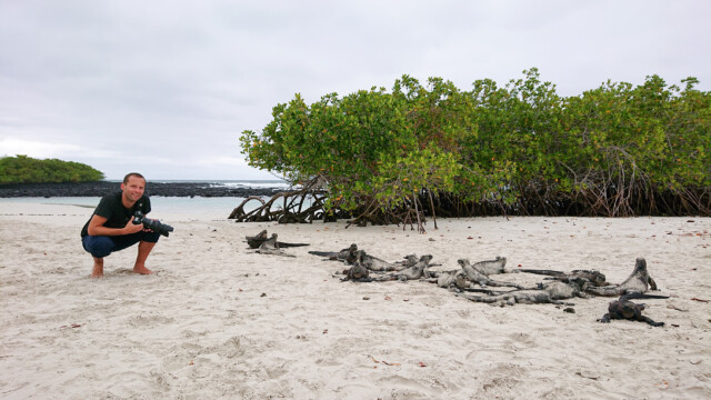 Iguanas auf Isla Isabella