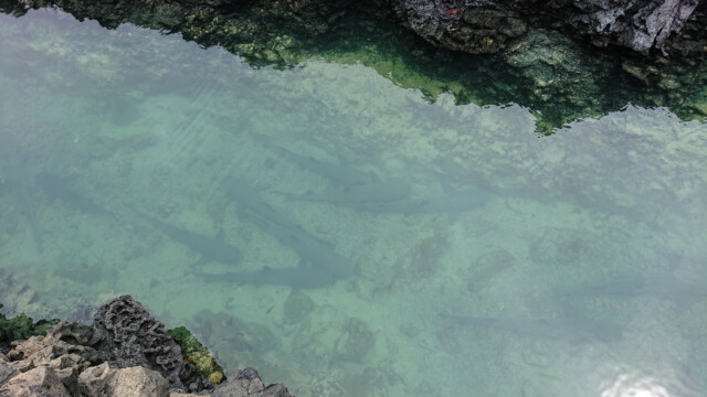 Haie auf Isla Isabella