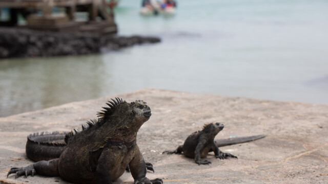 Iguanas auf Isla Isabella