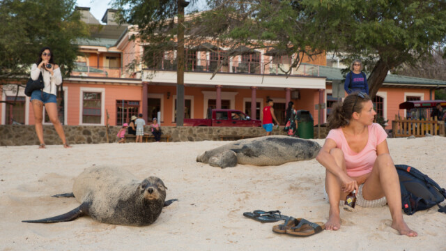 Seehunde auf Isla Isabella