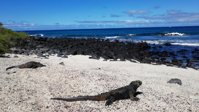 Iguanas auf Isla Isabella