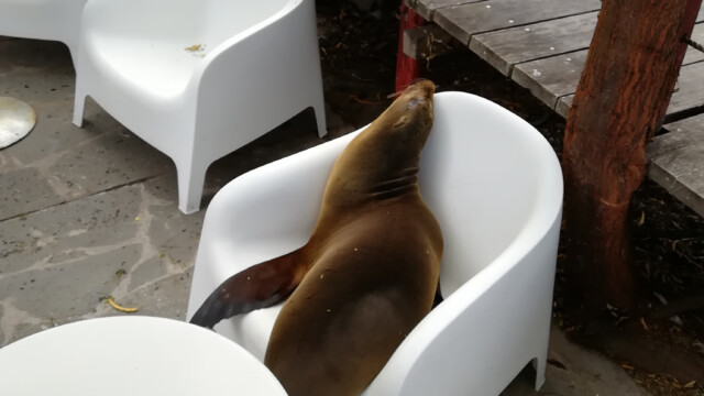 Seehunde auf Isla Isabella