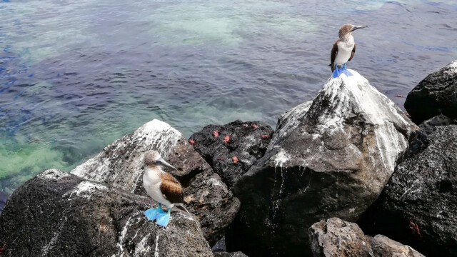 Blue footed Boobies