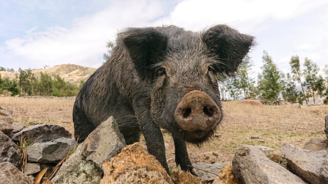 Schwein