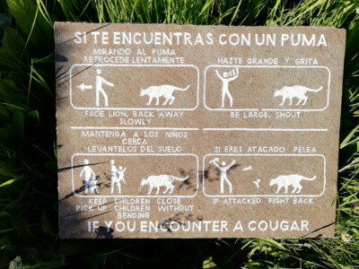 Puma Warnung