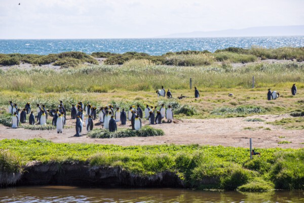 Königspinguine
