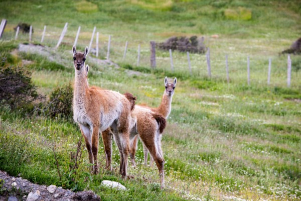 Guanacos