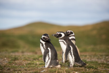 Magellan-Pinguine