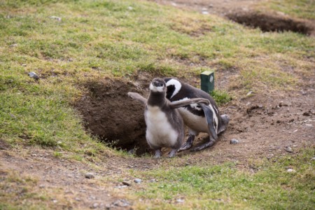 Magellan-Pinguine
