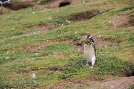 Magellan-Pinguin