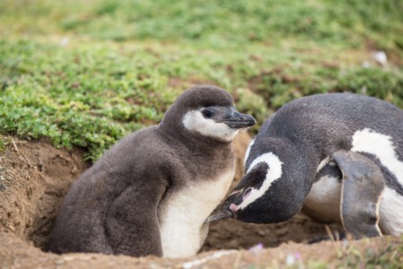 Magellan-Pinguine