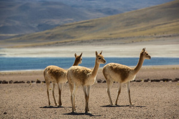 Alpakas an den Lagunen
