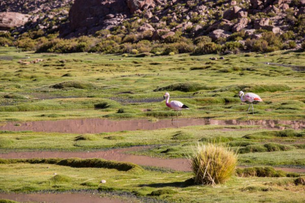 Flamingos nördlich der Atacama-Wüste