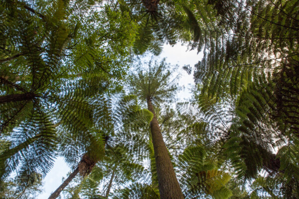Redwood Forest bei Rotorua