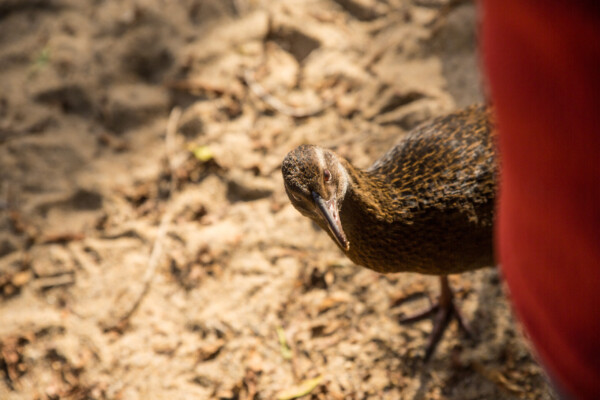 eine sehr interessierte Weka