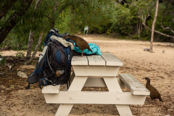 Weka bei der Inspektion von Helenas Rucksack