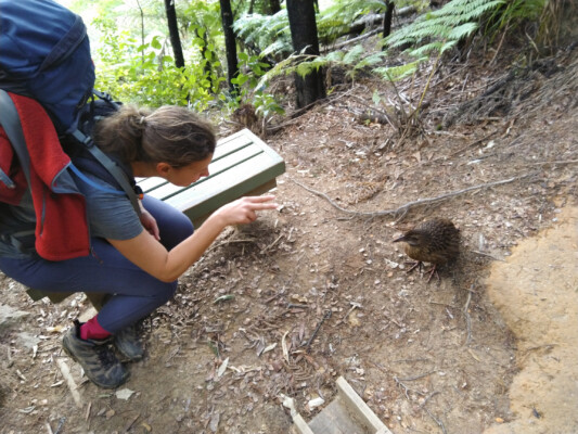 Helena vs (unbeeindruckte) Weka