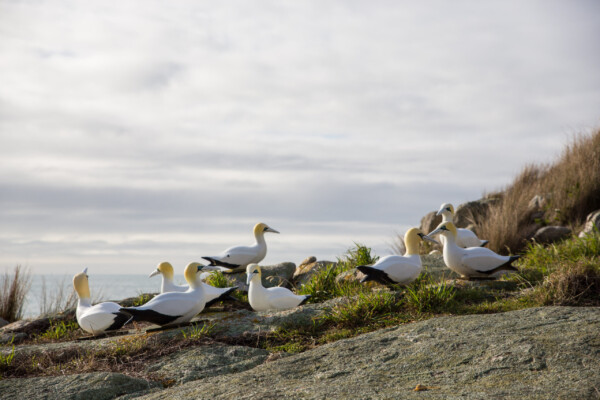 künstliche gannet (Tölpel) Kolonie