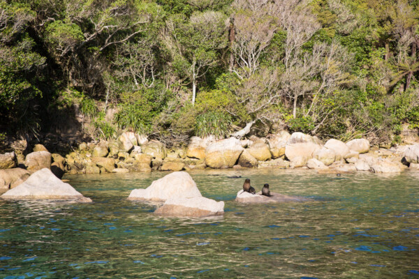 Robben auf Felsen im Abel Tasman Nationalpark