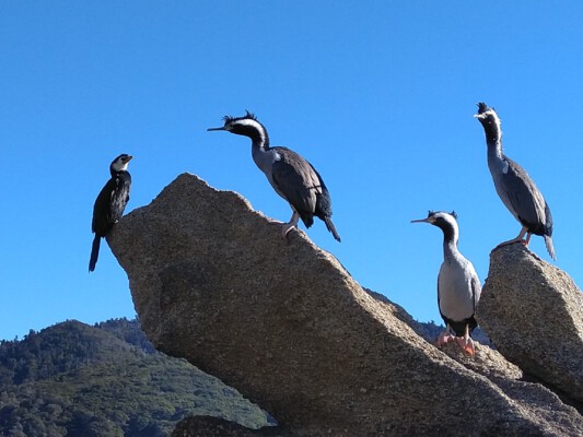 Little shags (Kormorane) auf einem Felsen im Abel Tasman Nationalpark