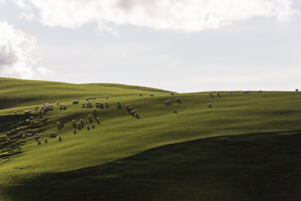 Schafe in den Catlins
