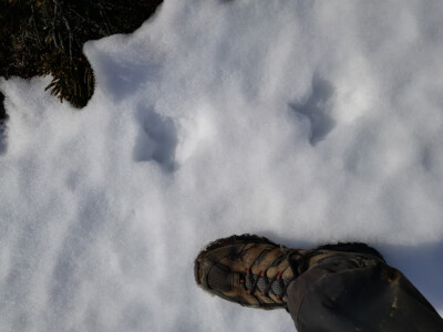 Kiwi-Spuren im Schnee
