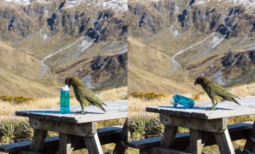 Ein Kea untersucht eine Trinkflasche
