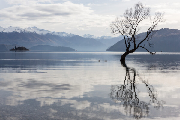 "That Wanaka Tree", die Insta-Attraktion am See