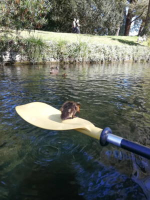 Entenküken auf dem Avon River in Christchurch